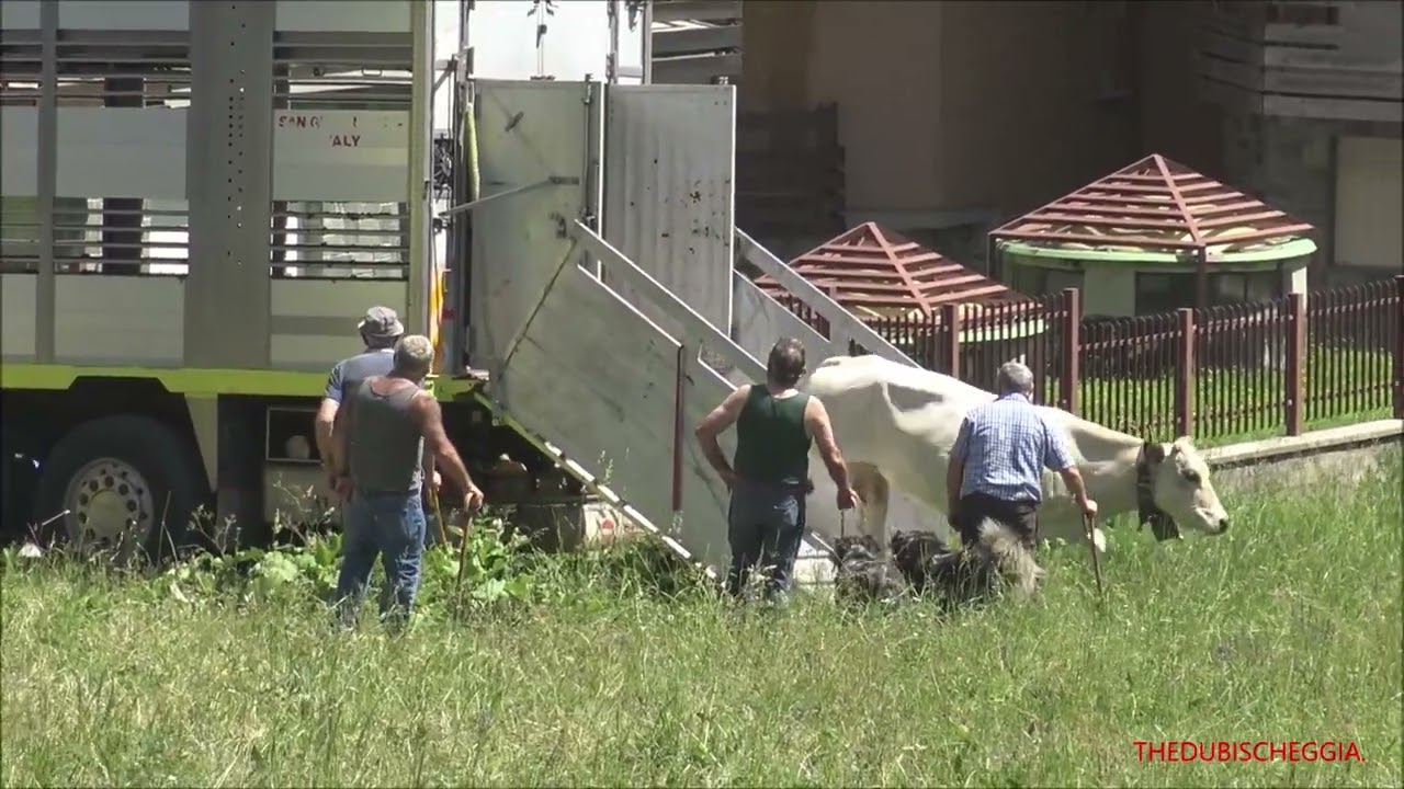 ARRIVANO LE MUCCHE TRASPORTATE DAI CAMION CON SCARICAMENTO A LIMONETTO (CN) 16 - 6 - 2022.