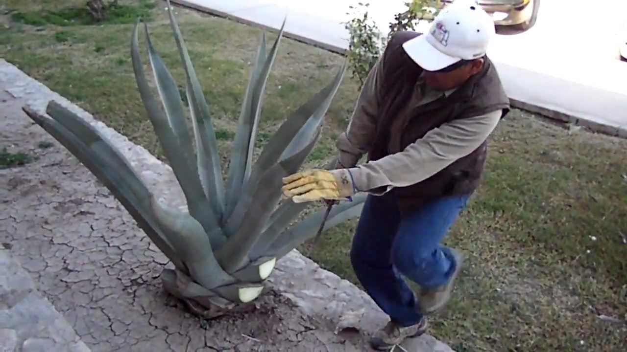 PODA EN AGAVE O MAGUEY GRIS CUAUHTEMOC 2013