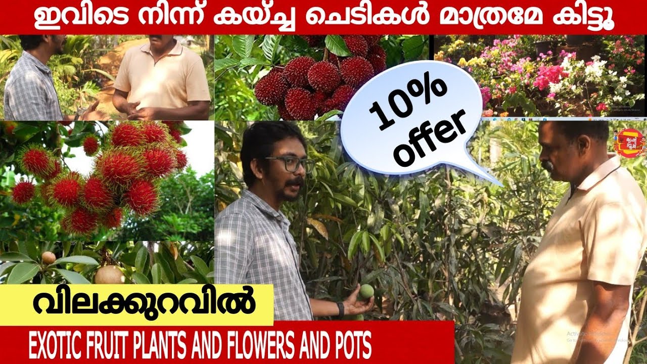 വിലക്കുറവിൽ പൂത്തും കായ്ച്ചും നിൽക്കുന്ന ചെടികൾ വാങ്ങാം | Nursery Thrissur