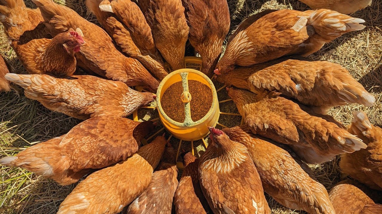 Vitaminli qarışıq yemin hazirlanma qaydası sizə ucuz qiymətə düşəcək.
