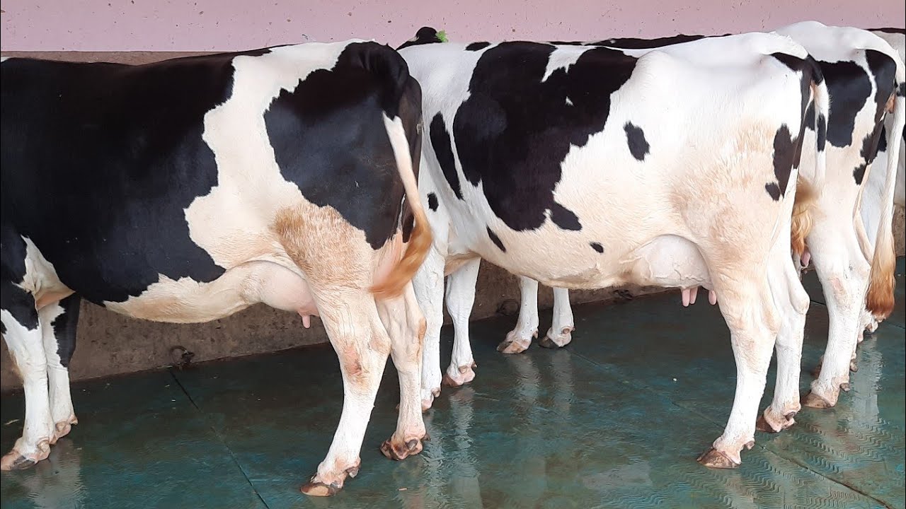 How to Choose High Milking Cows ?? Get some Tips From This video