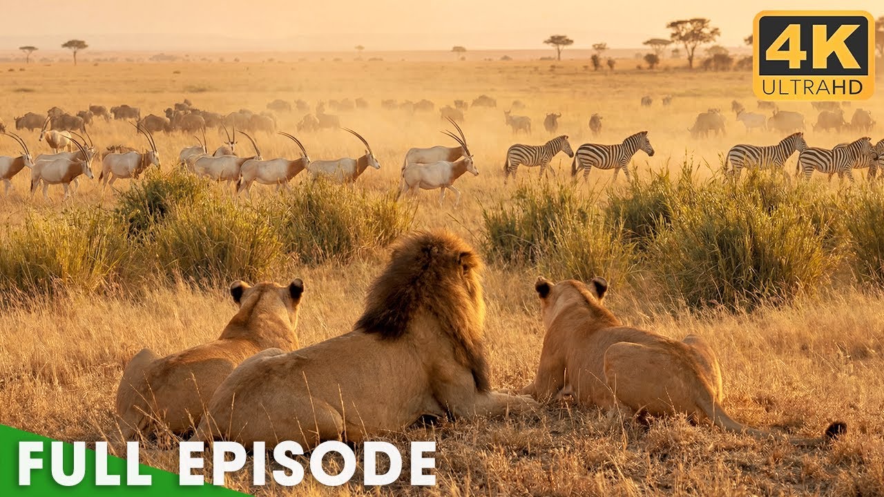 Lion Attack: Battle for Survival (Full Episode) | Nature Animal Documentary