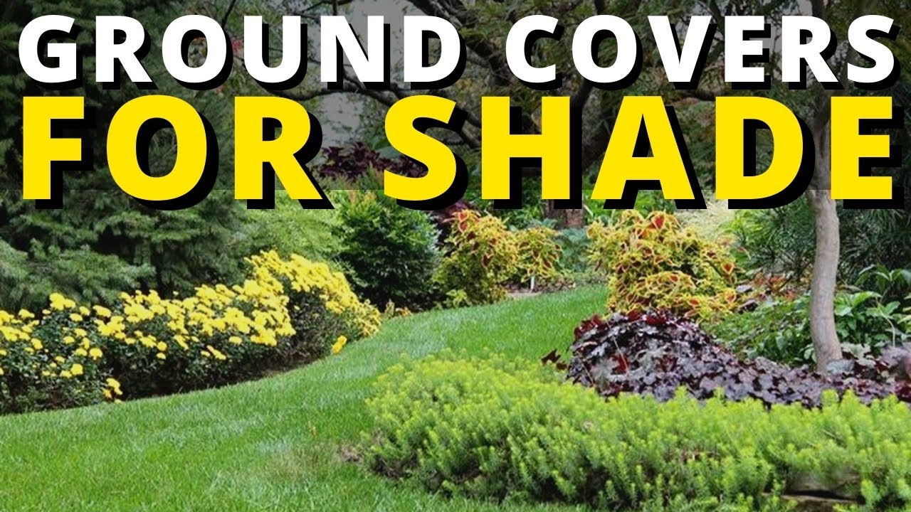 10 Best Ground Cover Plants for Shade Areas 🍃🌿🌼