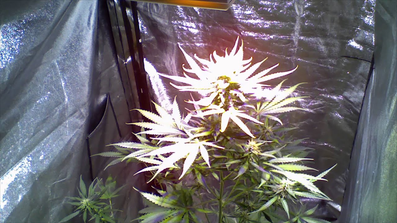 Auto Blackberry Kush Timelapse