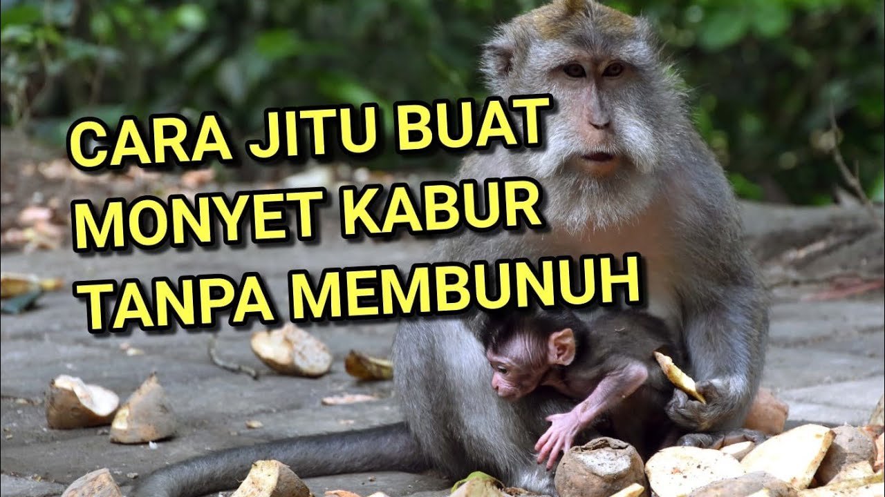 Ini cara nangani monyet yang ganggu kebun, tanpa membunuhnya