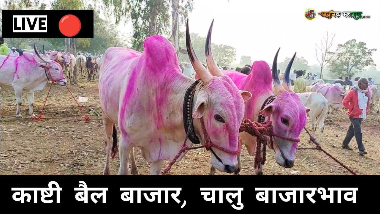 जनावराचा सर्वात मोठा बाजार || काष्टी बैल बाजार || kasti bail bazar || शर्यतीची वासरे कशी🤩आहेत पहा ||