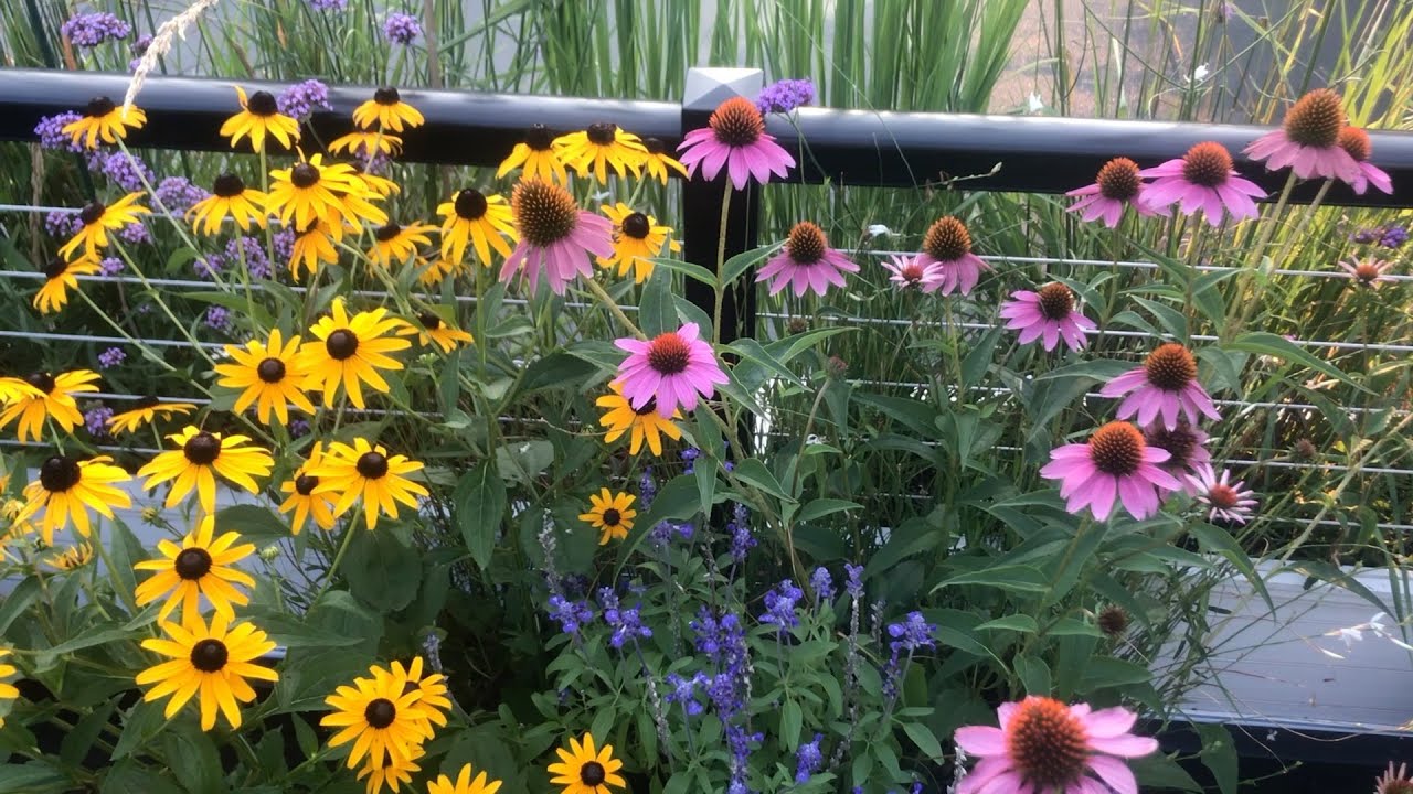 Melodys Of Discovery - Fascinating Summers Bloom