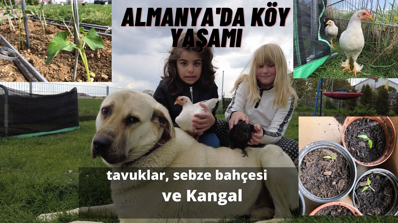 Almanya’da yaşadığım köydeki bahçem.Organik ve huzurlu bir yaşam #almanya #köyhayatı #almanyaköyleri