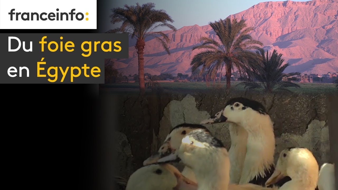 Du foie gras en Egypte