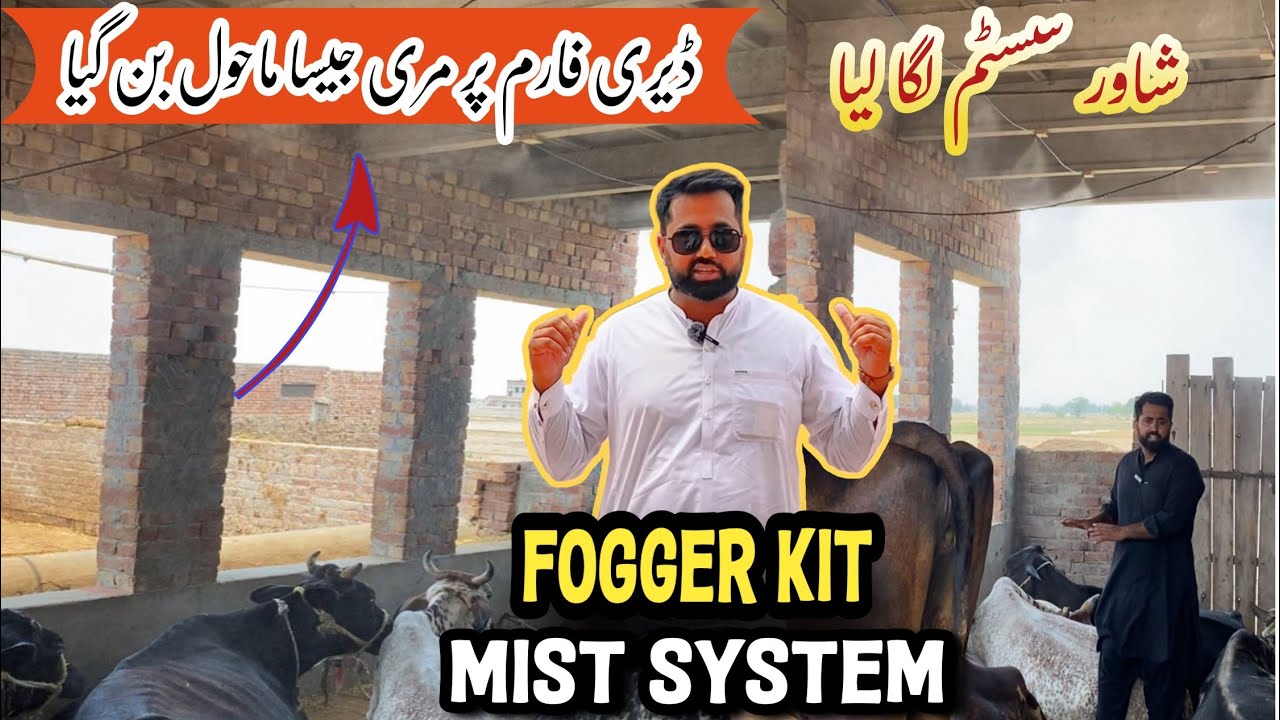 Fogger Kit for dairy farm , Mist Shower Cooling System Install Kia , cows ko garmi Se bachaya