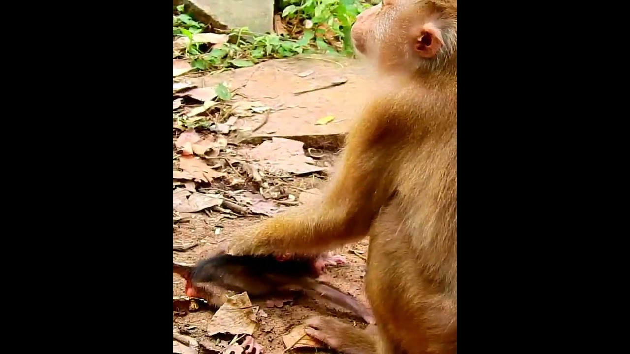 Amazing cute baby monkey 2023