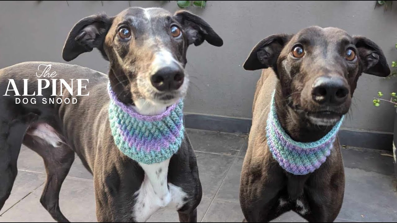 Alpine Dog Snood/Neck Warmer 🐶 Crochet Tutorial 🧶