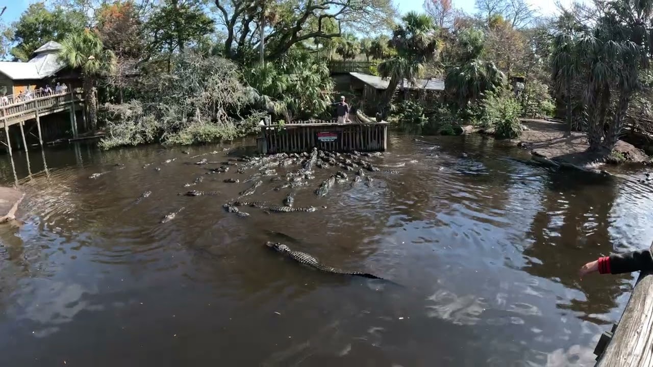 alligator feeding- St. Augustine Alligator Farm