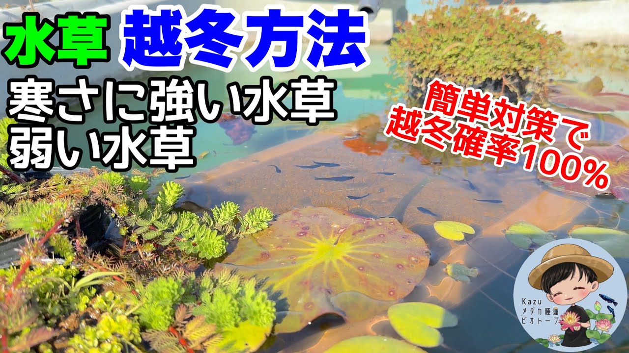 対策しないと枯れる？ビオトープ水草の越冬方法！寒さに強い水草、弱い水草解説！メダカ睡蓮ビオトープ