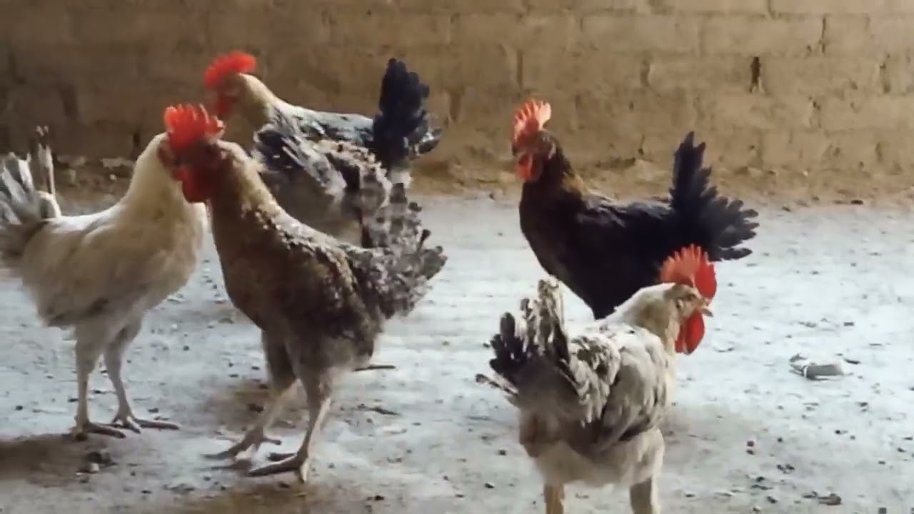 انهارده حجزت الديوك عن الفراخ 🐔