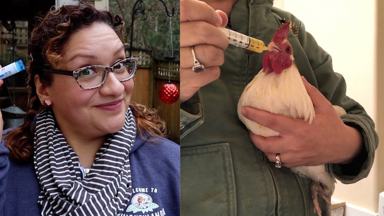 Natural Care for Illness and Shock in Chickens | Homeopathic Options!