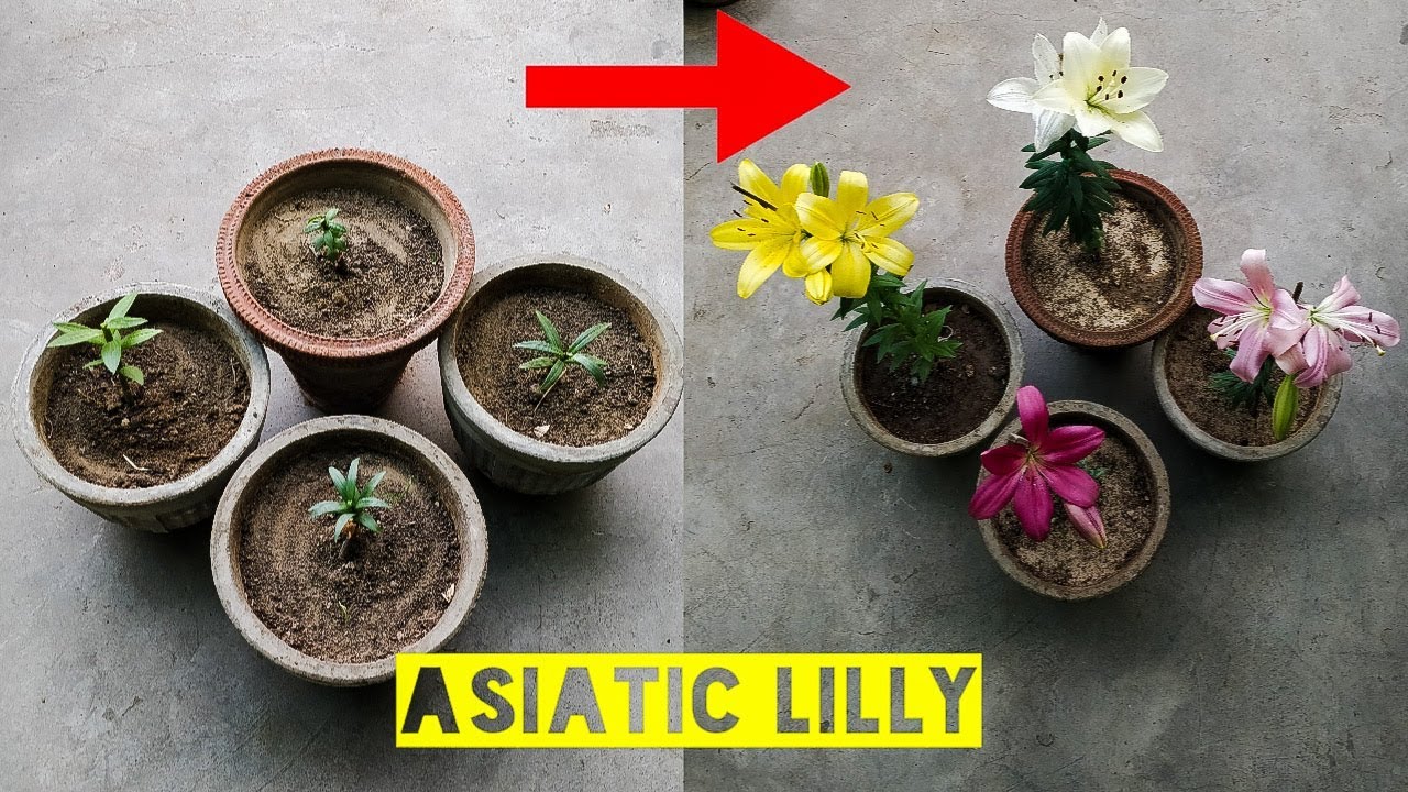ASIATIC LILY को घर में उगने का सीक्रेट तरीका
