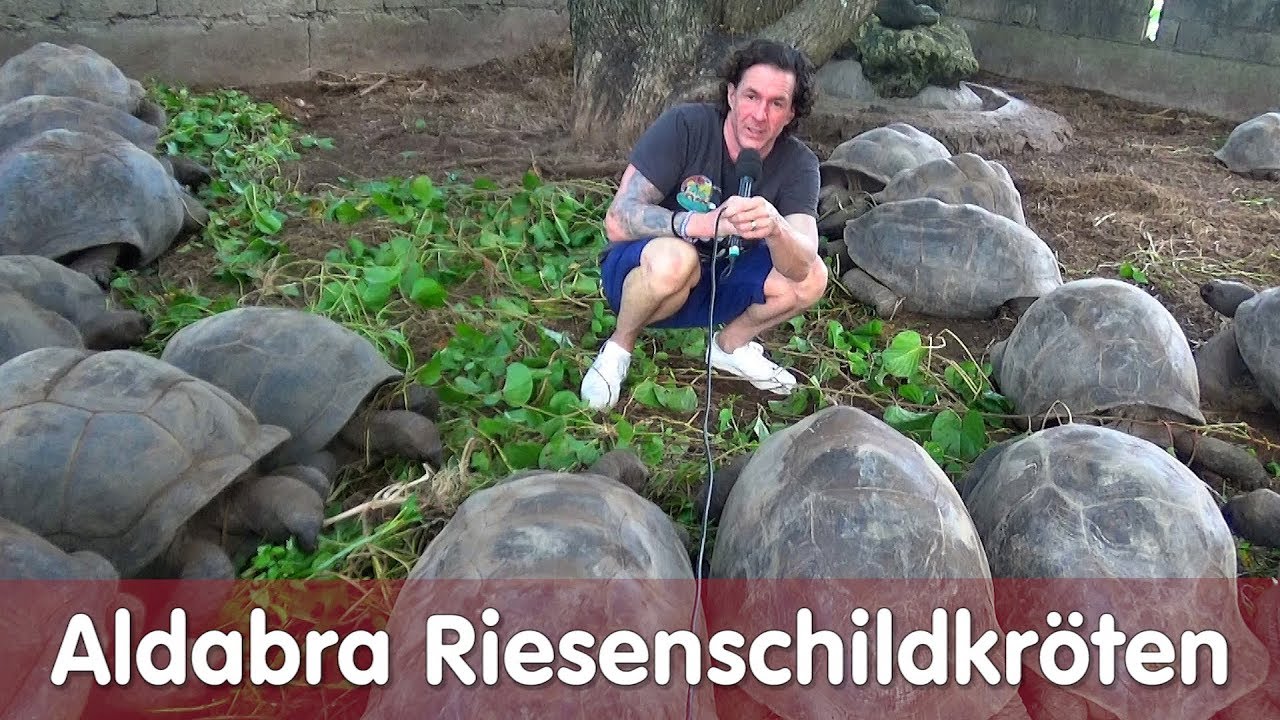 Reptil TV - Folge 113 – Aldabra Riesenschildkröten – Seychellen 2018