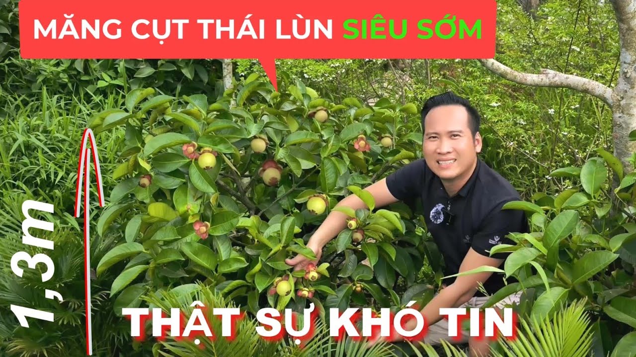Giống măng cụt thái lùn hạt lép siêu sớm ..cây đang trái  thực tế tại vườn.