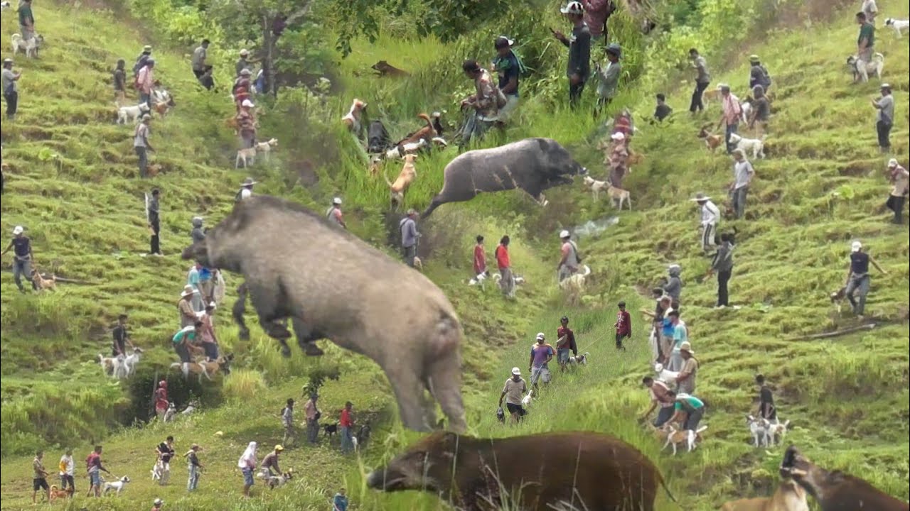 AKHIRNYA !!! BABI HUTAN BERHAMBURAN KELUAR SARANG DARI LERENG BUKIT &bull; PERBURUAN LURAH AIA MASIN