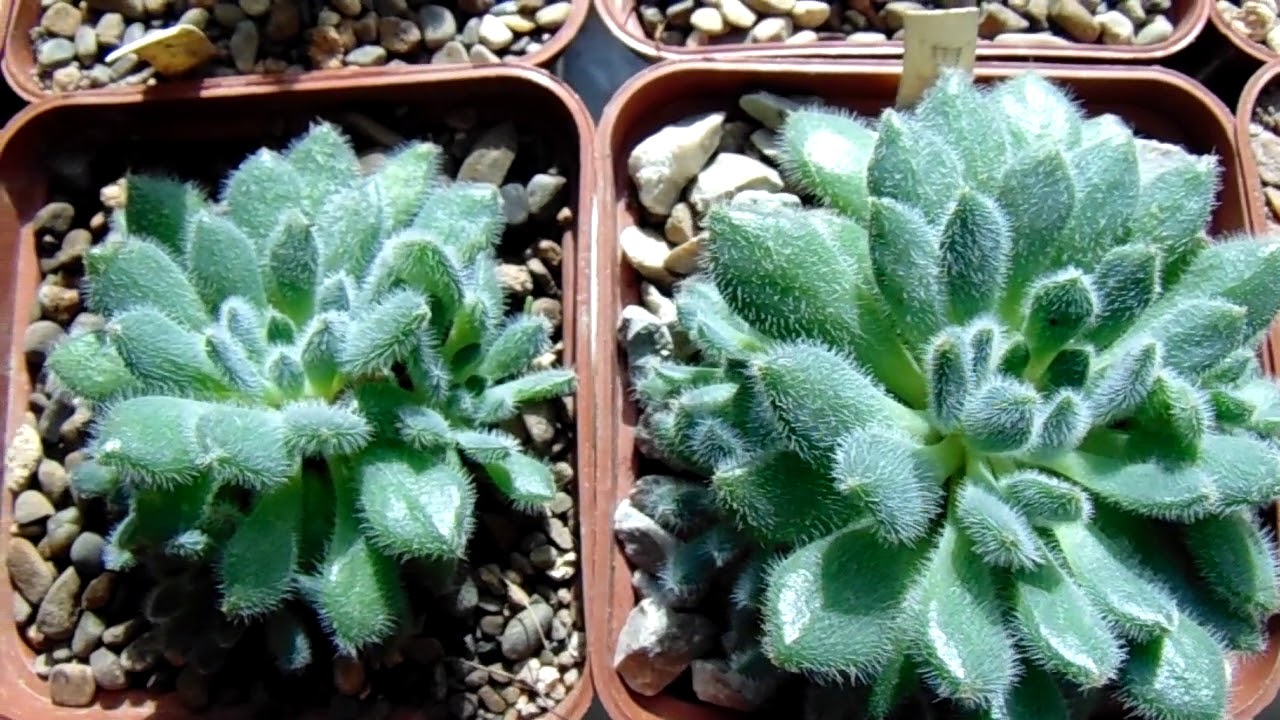 Echeveria setosa