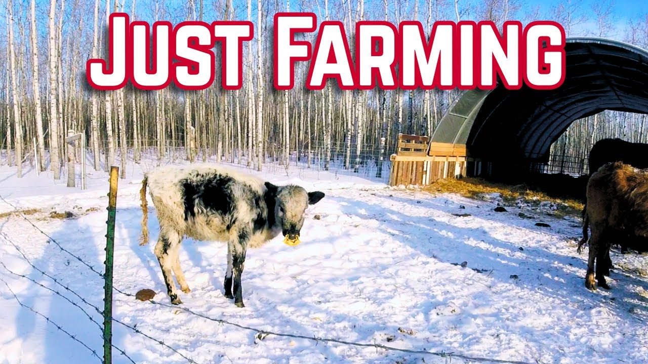 Another Day Feeding the Farm