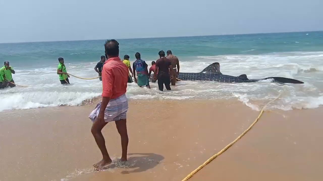 The Wale Shark | திமிங்கல சுறா @nammavallavilai