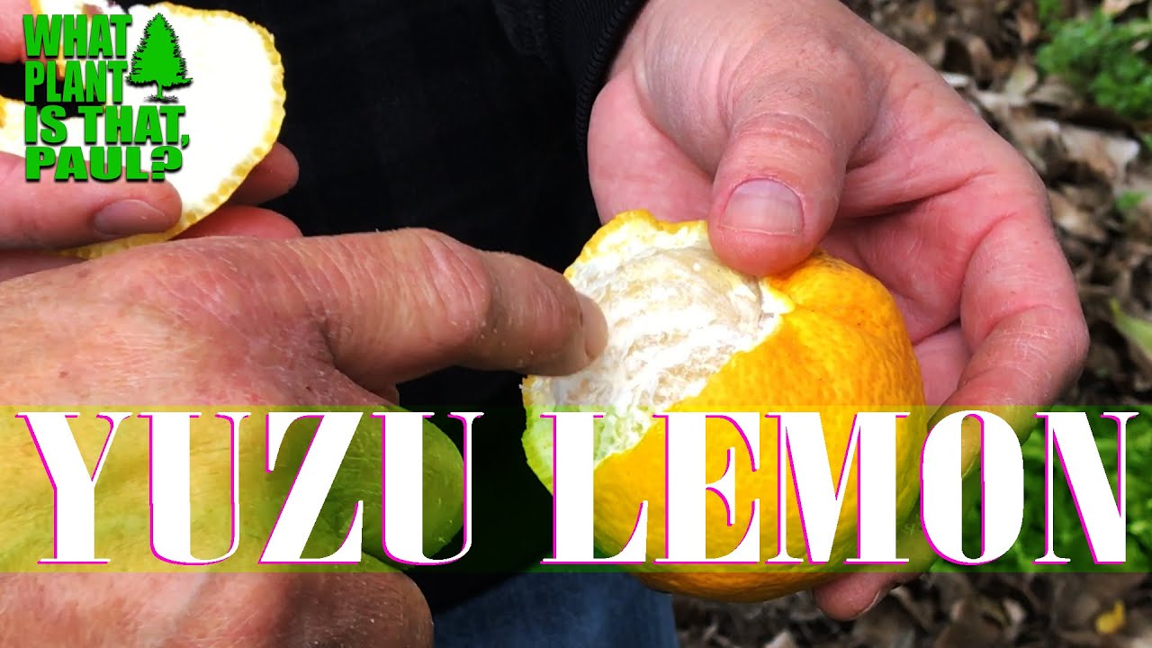 What is Yuzu Citrus &ndash; Japanese Lemon?  ( We TASTED ONE )