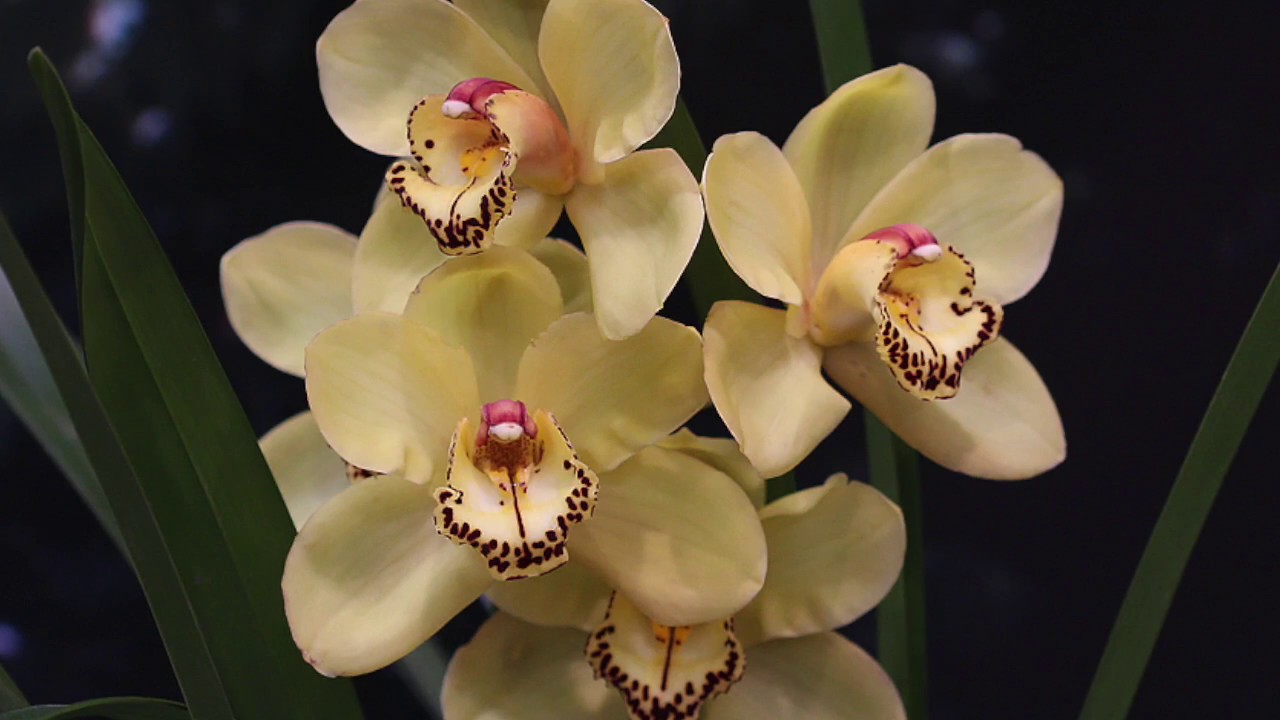 How to Divide and Repot Cymbidium Orchids