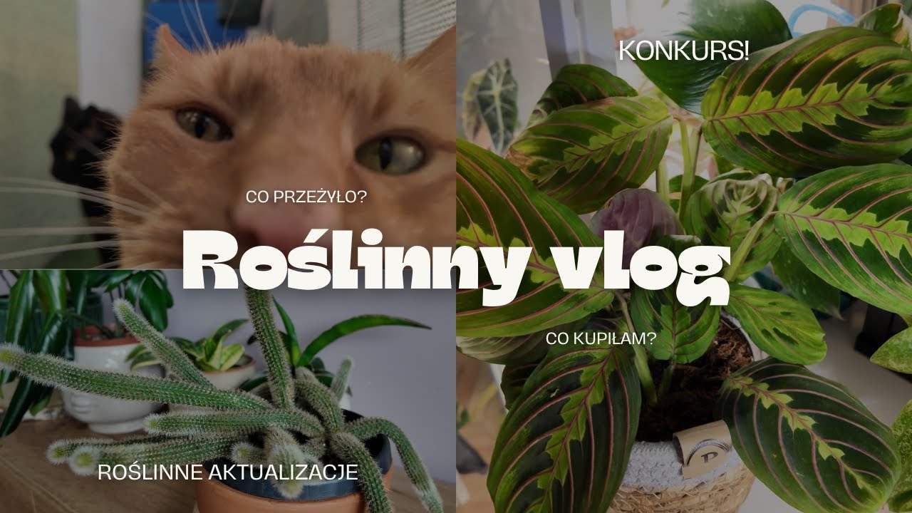 🎥ROŚLINNY VLOG 🏆KONKURS🏆CO NOWEGO KUPIŁAM? CO PRZEŻYŁO? 🌿ROŚLINNE ŁUPY Z BIEDRY 💸