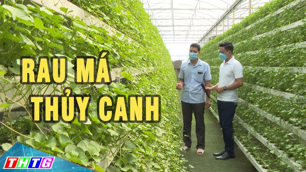 Làm giàu từ mô hình rau má thủy canh