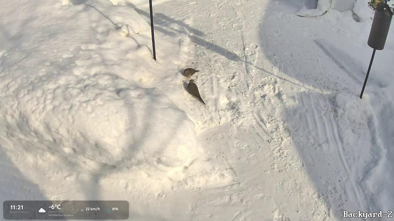 Le Monde de Denisss, Oiseaux en direct de Québec!