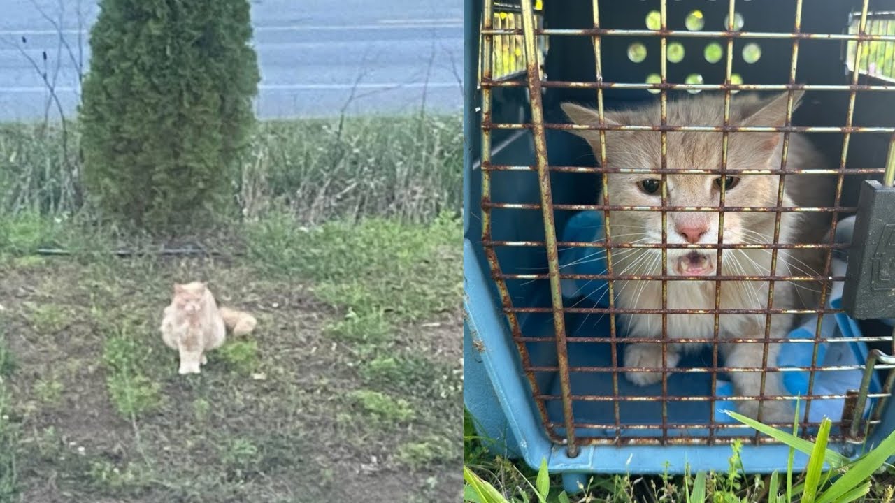 He Ran Up to Strangers at the Post Office Begging for Help 💔📬