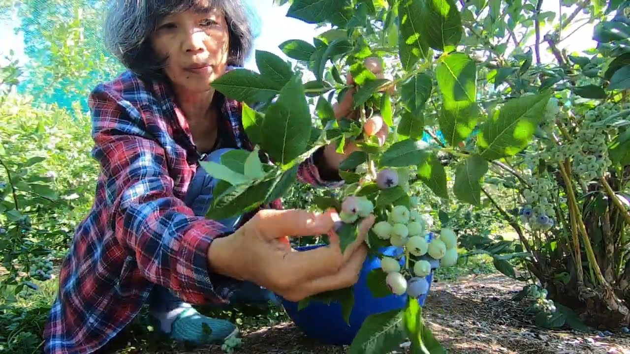 LOWER COST BERRIES WHEN YOU PICK YOUR OWN AT LOCAL FARMERS. KNOW WHAT YOU EAT AND ENJOY THE SUN