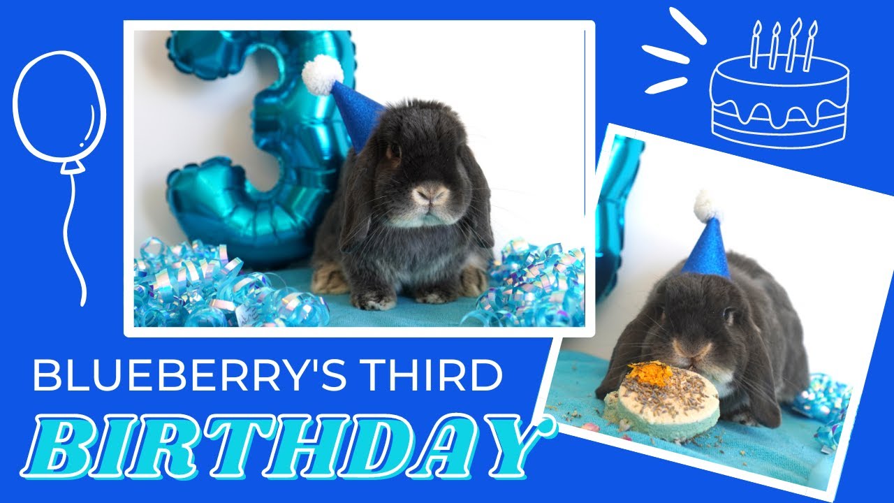 Bunny Birthday Party! Eating cake, opening presents, binkies and more!