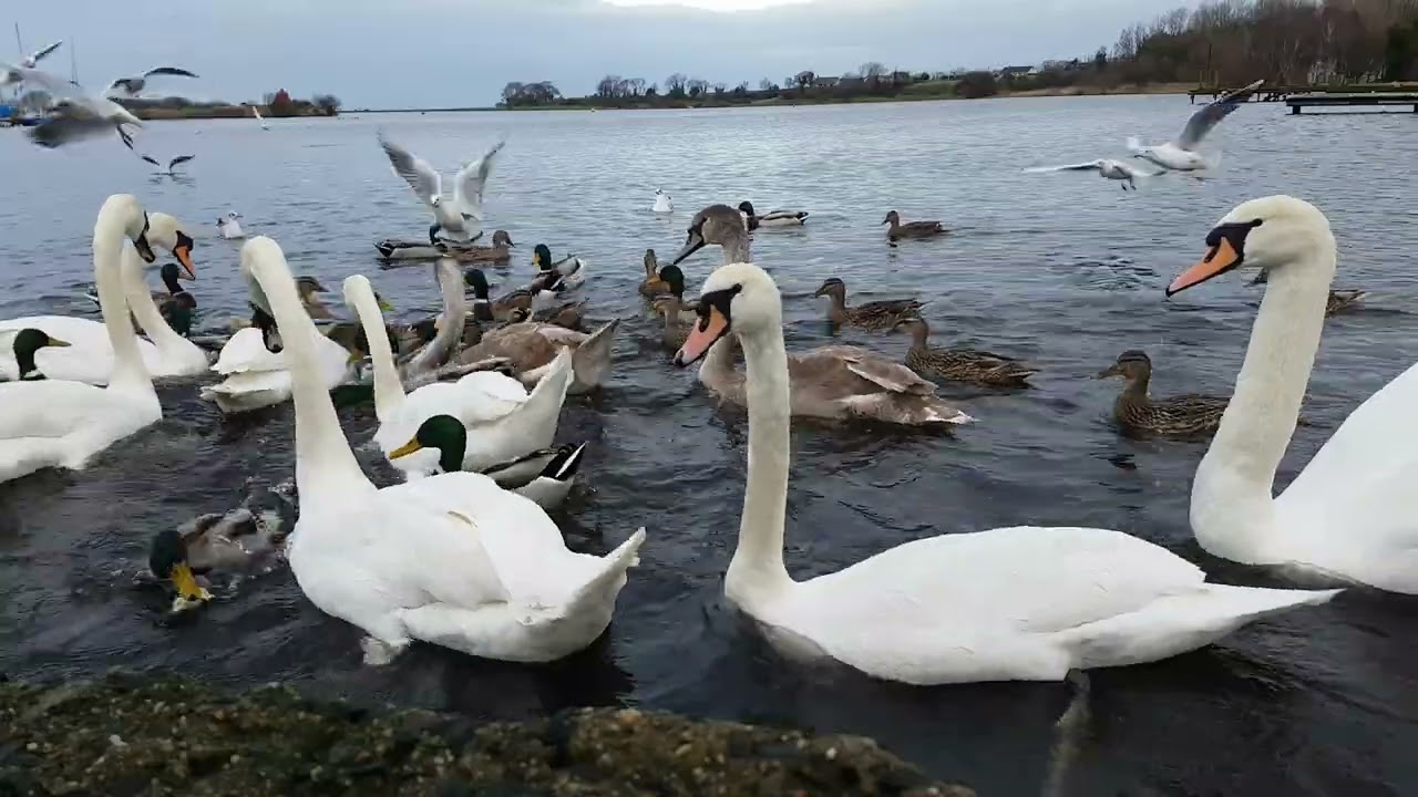 🇮🇪☘MUTE SWANS🦢MALLARD DUCKS🦆GULLS🕊KINNEGO MARINA IRELAND🇮🇪Subscribe🙏🏻LIKE🙏🏻#birdssounds💓#beautiful💓