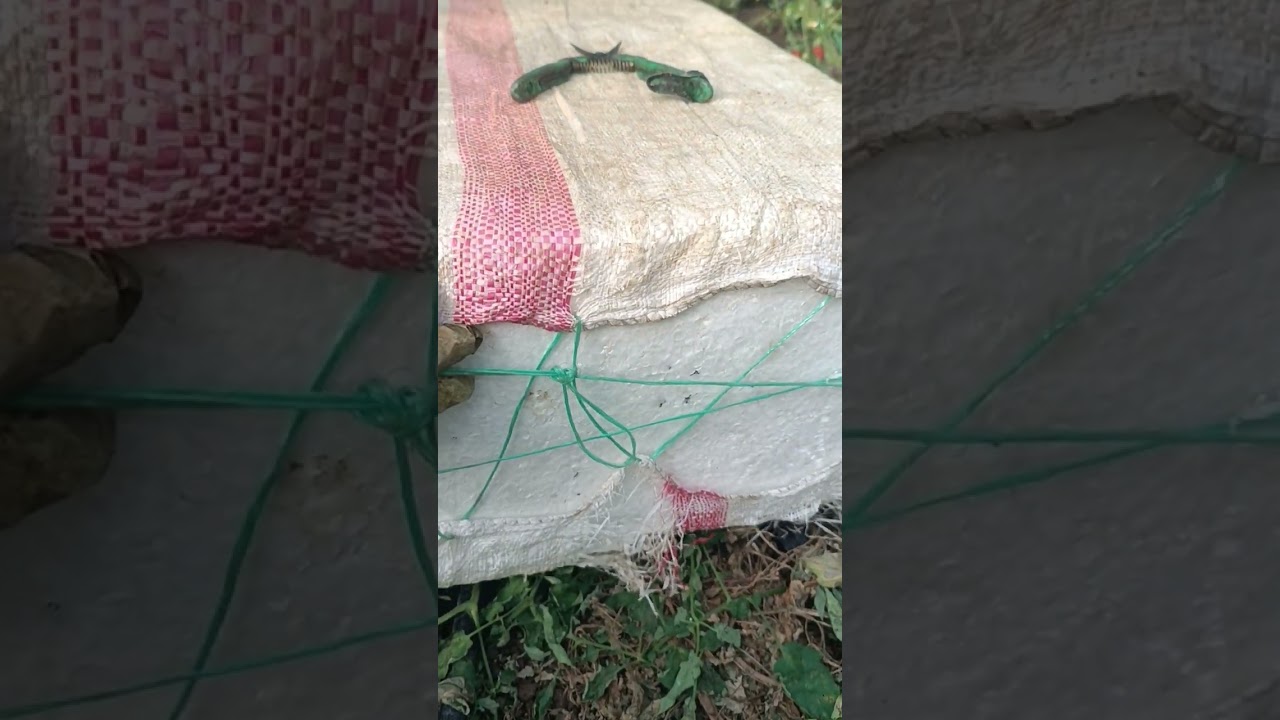 Küçük 🍅 lerimizin (Elika) son durumundan görüntüler 🙏