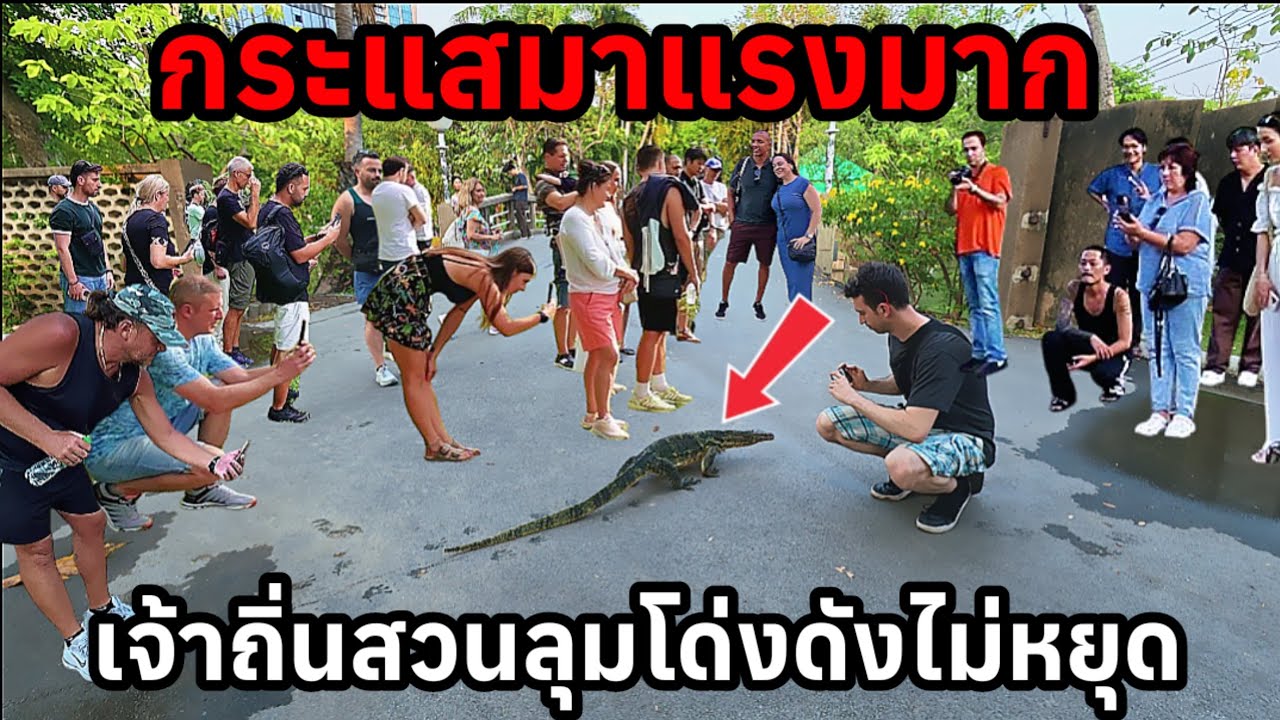 กระแสมาแรงไม่ขาดเจ้าถิ่นสวนลุมพินีโด่งดังไปทั่วโลกแล้ว