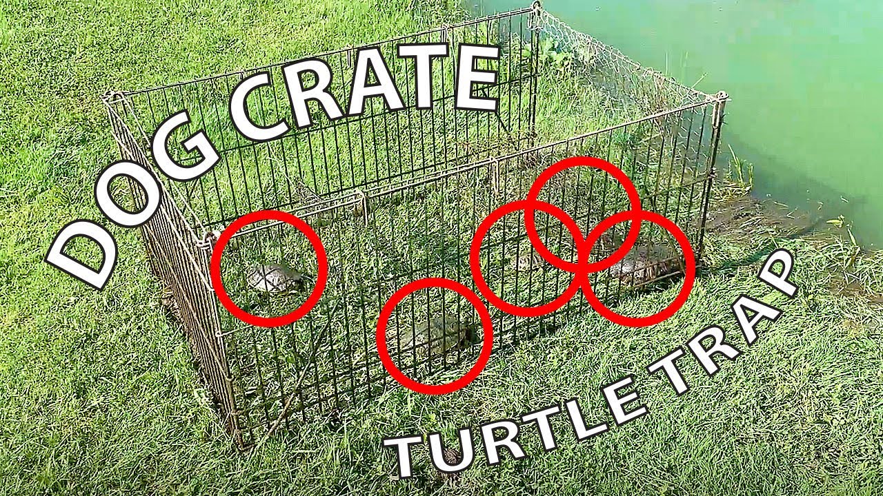 Dog Crate Turtle Trap that Actually Works!