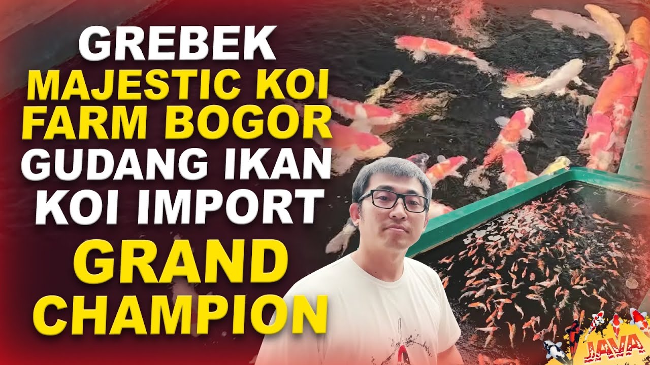 GREBEK MAJESTIC KOI FARM BOGOR - GUDANGNYA IKAN IMPORT GRAND CHAMPION