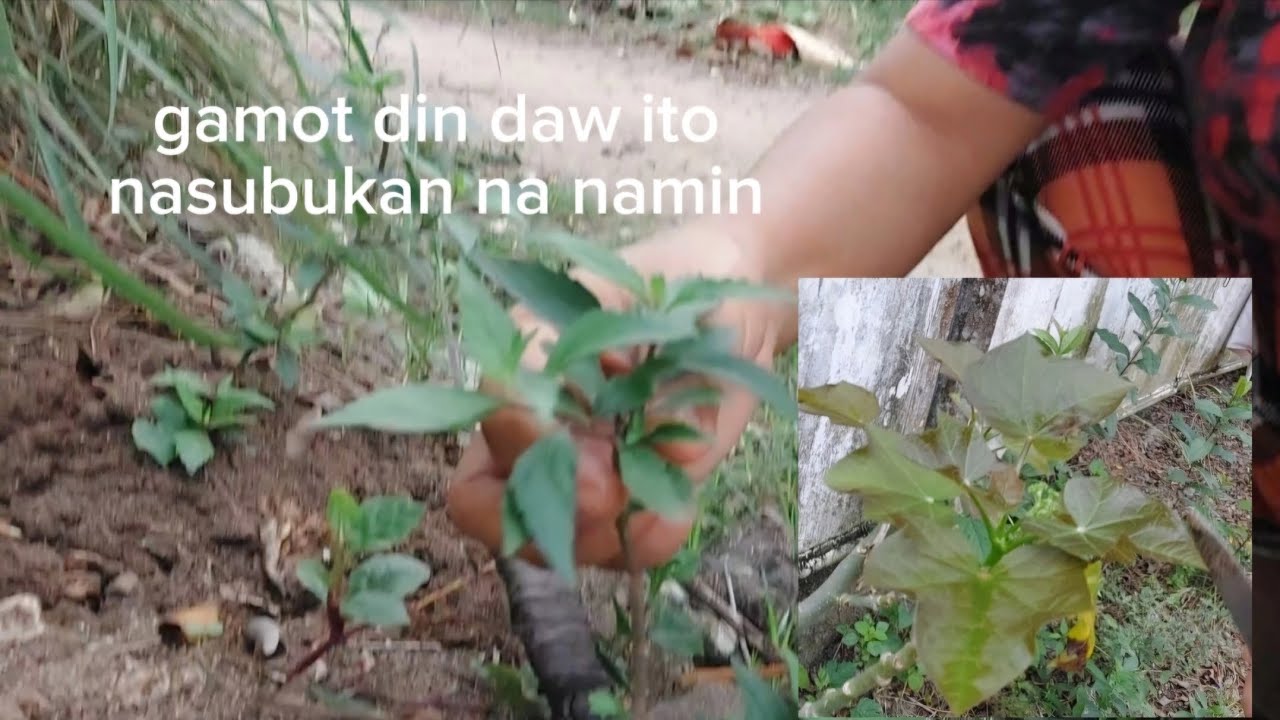 HERBAL NASUBUKAN NAMIN ITO