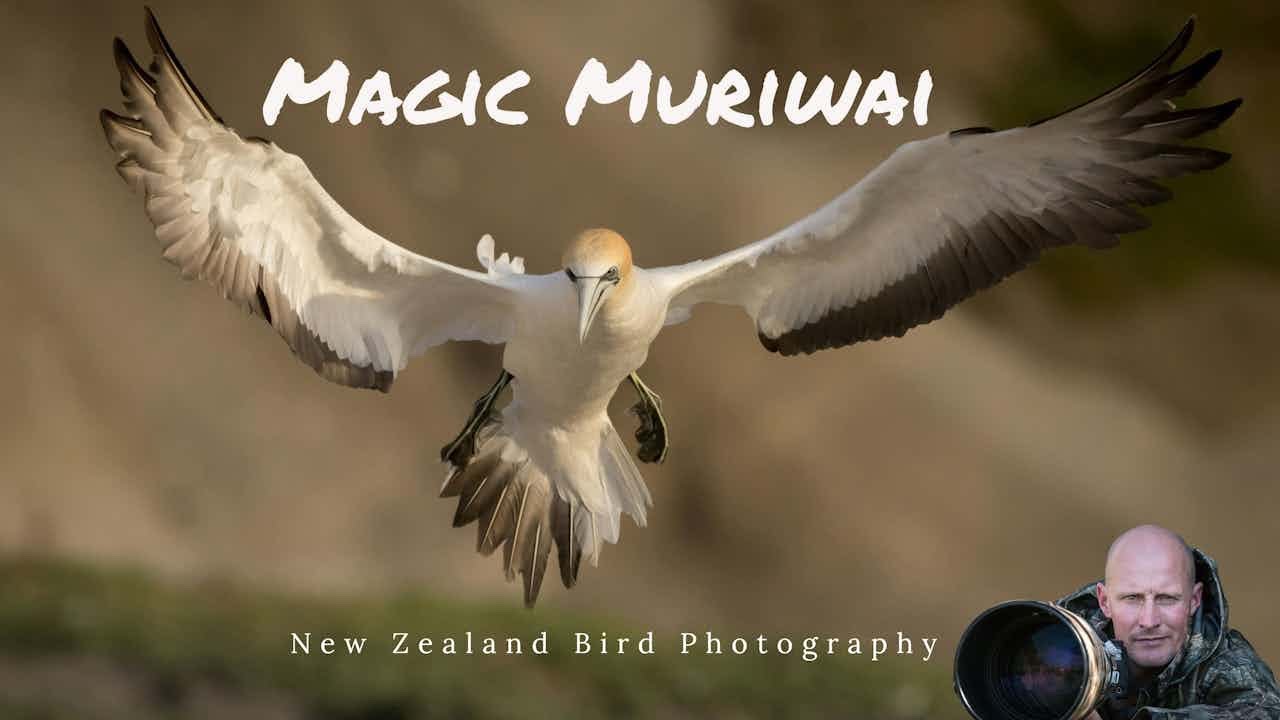  Muriwai Bird Photography!! 