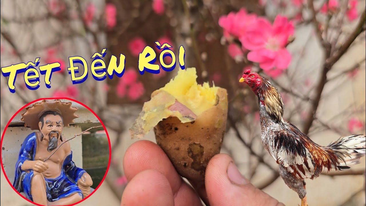 Thắp Bóng Đèn Sưởi Ấm Cây Mai Và Món Củ Luộc Ngon Quá /Nhân Bé Nhỏ 
