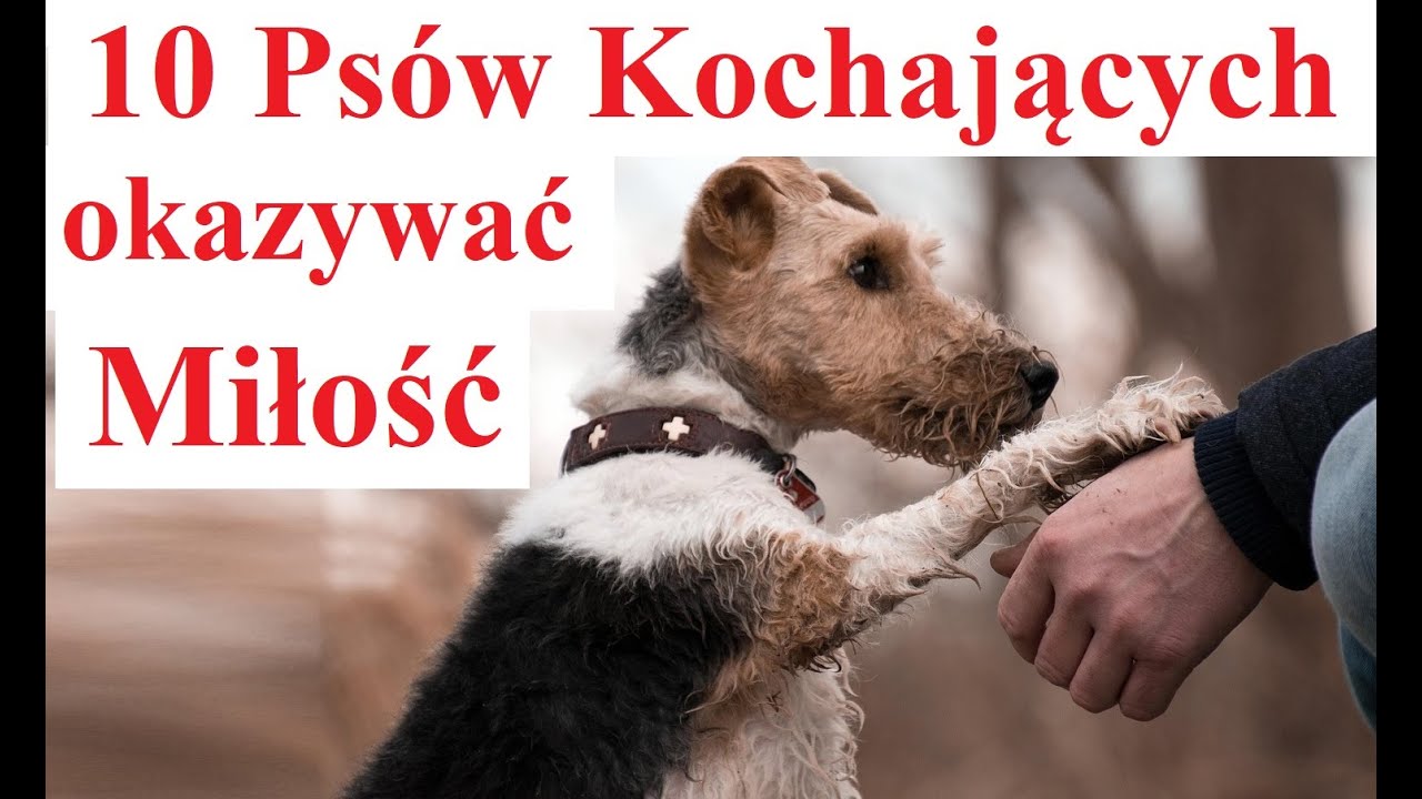 10 Psów Kochających okazywać Miłość