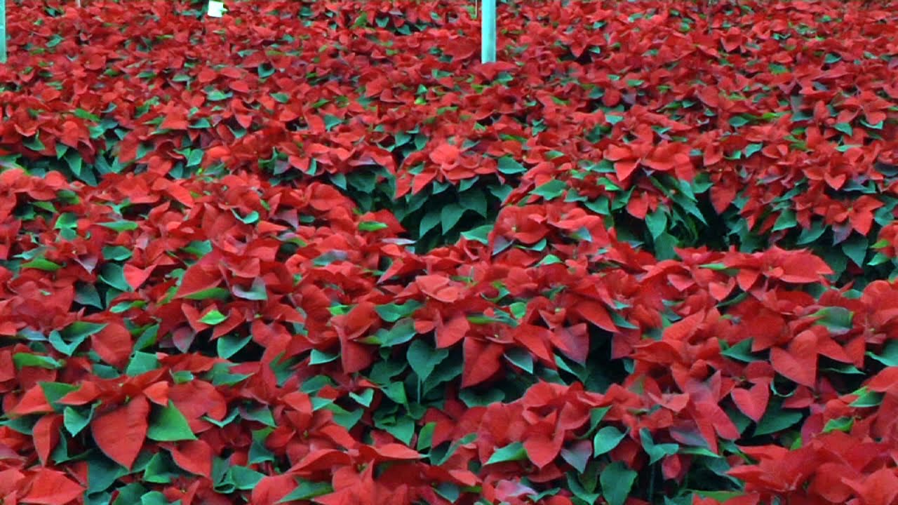Poinsettia Industry in New Jersey Blooming