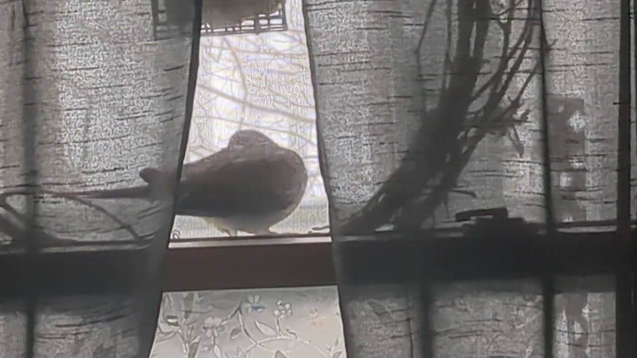 Dove in the Window 2