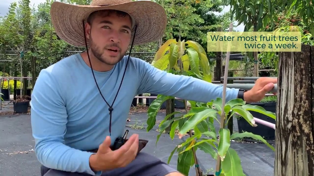 Mango Care