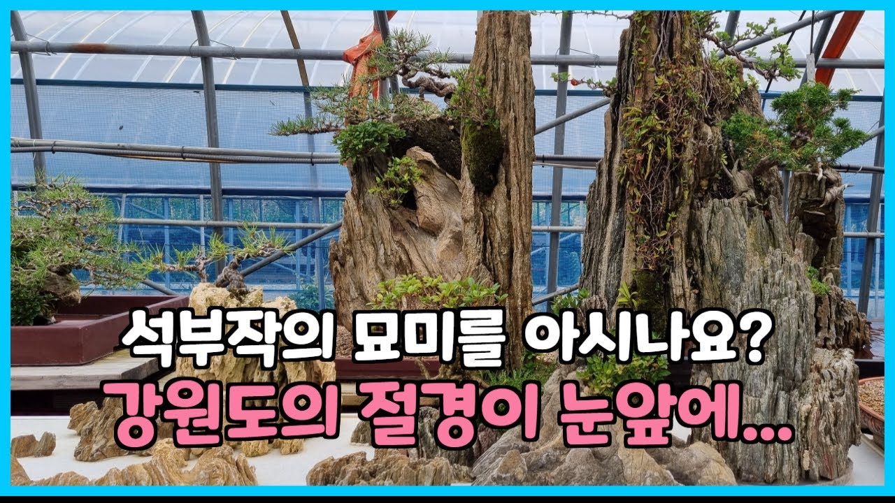 엄청난 규모의  분재 석부작을 소개합니다...#분재 석부작