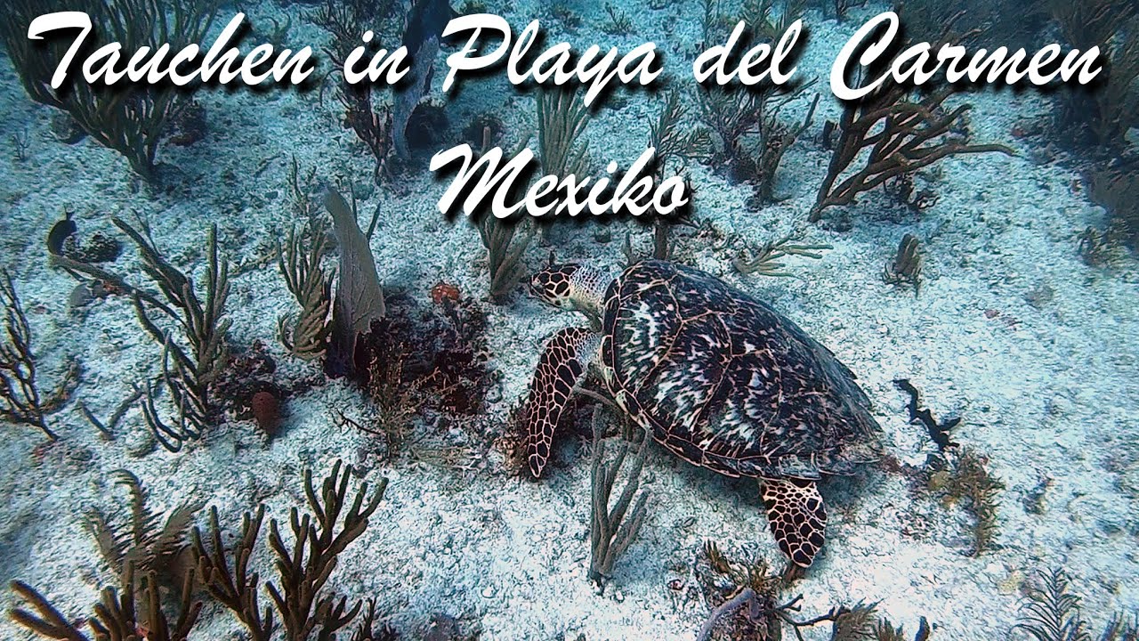 🤿 Tauchen in Mexiko Playa del Carmen | Diving in Mexico Playa del Carmen - DeepDiveMexico