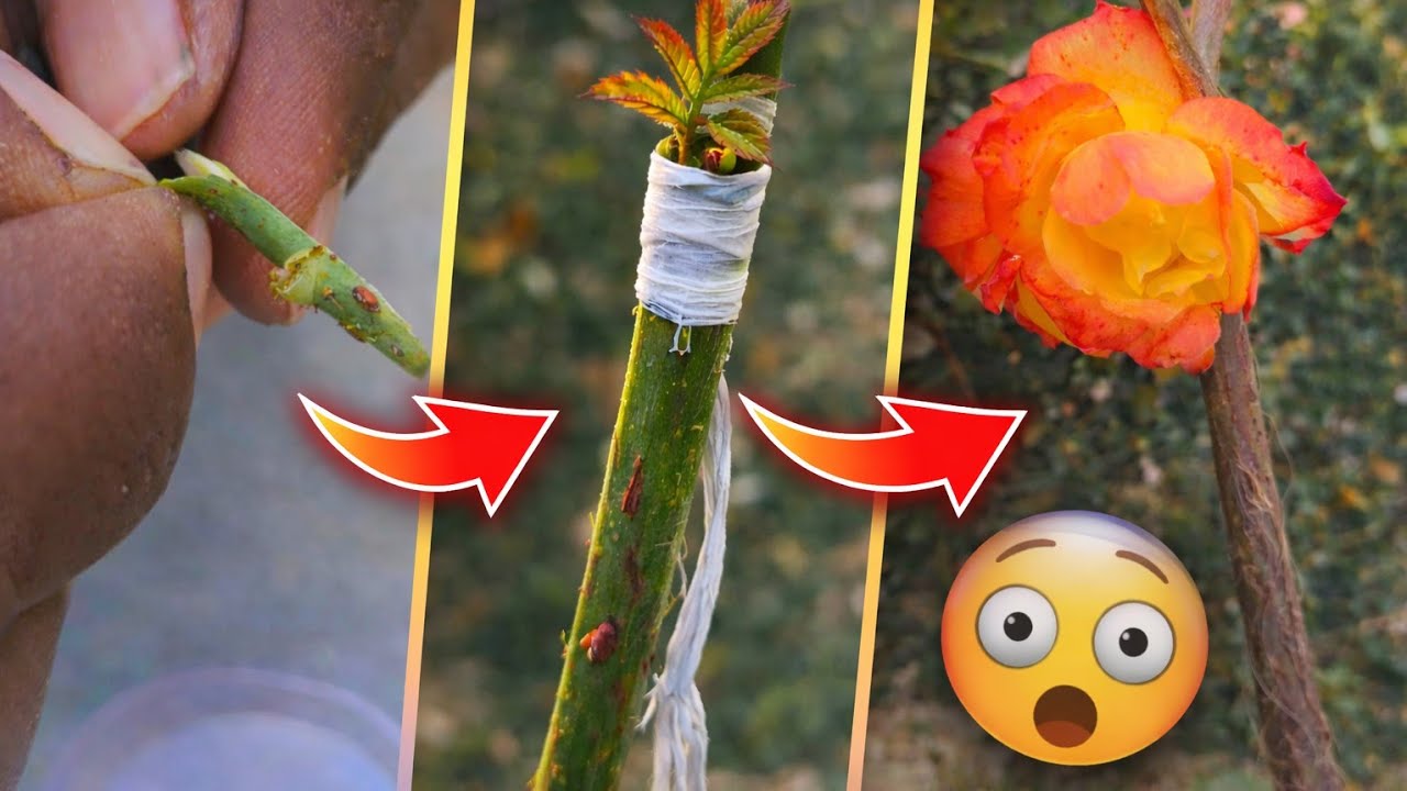 घर पर गुलाब की ग्राफ्टिंग कैसे करें 🌹 | Rose Grafting at Home Step by Step | 100% Success